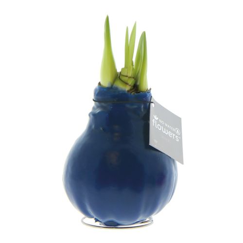 Amaryllis-løg i gaveæske - Billede 3